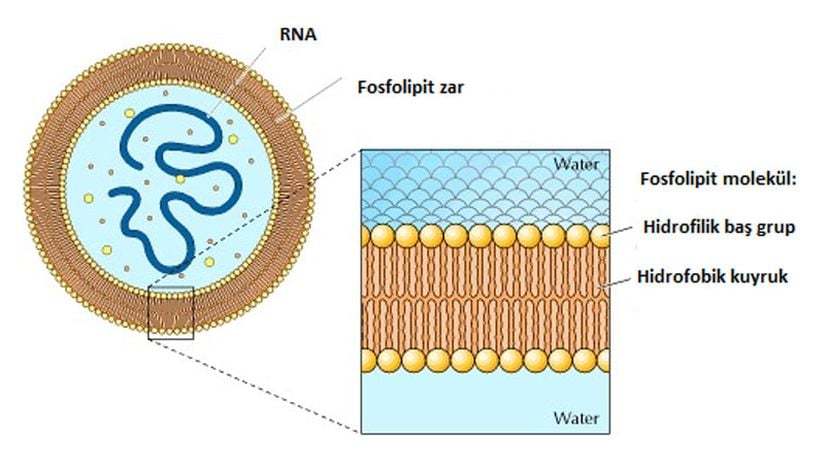 Kendini eşleyen RNA'nın bir fosfolipit zar ile kuşatılması: İlk hücrenin, kendini eşleyen RNA'nın ve ilişkili moleküllerin, fosfolipitlerden oluşan bir zarın içinde kuşatılmasıyla ortaya çıktığı ileri sürülmektedir. Her bir fosfolipit molekülü hidrofilik bir baş gruba bağlı iki uzun hidrofobik kuyruğa sahiptir. Hidrofobik kuyruklar lipit çift tabakaya gömülürken, hidrofilik başlar zarın her iki yanında suya açıktır.
