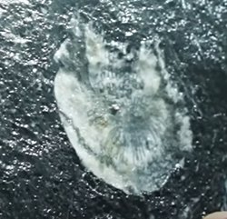 Bu fosil ne fosili ve nasıl emin olabiliriz?