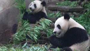 Panda Pair Brings Joy To Hong Kong