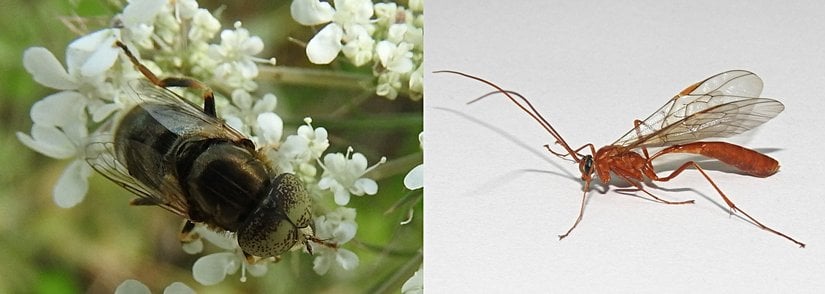 Eristalinus aeneus (Syrphidae) ve Ophion sp. (Ichneumonidae).