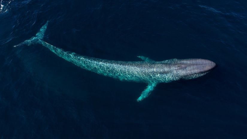 Mavi Balina (Balaenoptera musculus)