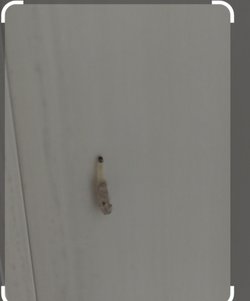 Aşağıdaki larva ne larvası olabilir?