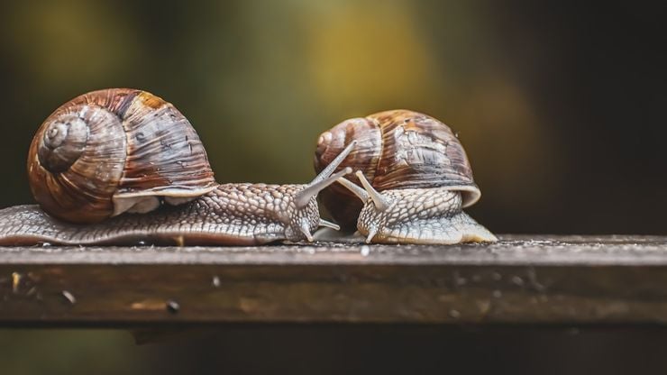 Karındanbacaklılar (Gastropoda)