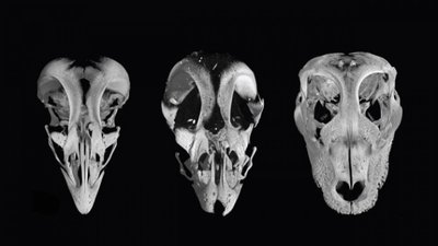 Kuş Gagalarını Dinozor Ağızlarına Dönüştürmek: Tavuklar Dinozora Dönüştürülebilir Mi?