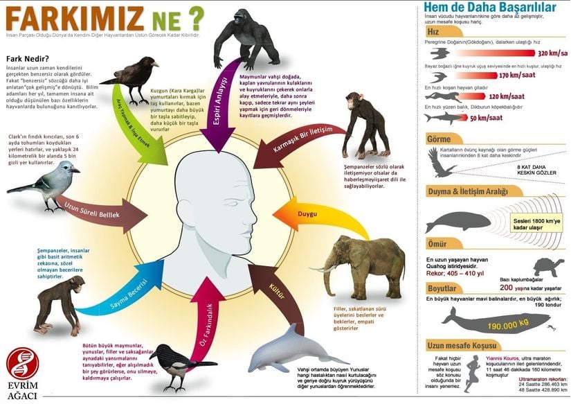 İnsan ve Diğer Hayvanların Özelliklerinin Kıyası