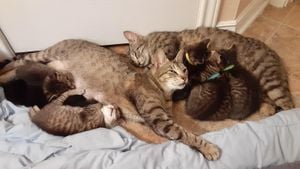 Community Support Transforms Lives Of Stray Cats