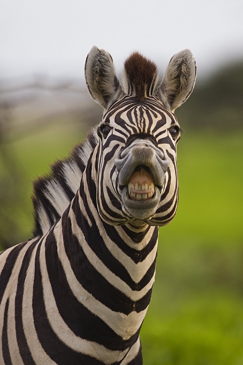 Flehmen tepkisi veren bir zebra.