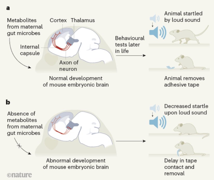 Figür 1| Anne bağırsağındaki mikroorganizmalar farenin embriyonik dönemdeki beyin gelişimini etkiler. Fare embriyoları, rahimde gelişirken annelerinin bağırsak mikrobiyotasından metabolik ürünleri alır. Vuong ve arkadaşlarına göre bu metabolik ürünler talamus ve korteks arasında bağlantıyı sağlayan aksonların oluşumunda rol alıyor. Bu bağlantı duyuların işlenmesi sırasında kullanılıyor. a, Normal gelişim sürecinde bu aksonlar internal kapsül denen bölgede kalın bir yığın oluşturur. Fareler büyüyüp genç erişkinler olduğunda üzerlerinde davranışsal testler yapılmıştır. Testlerde ani gürültü artışı, pençelerine hızlıca değdirilip çekilen yapışkan bant gibi uyaranlar karşısında irkilip hareket ederek normal yanıt vermişlerdir. b, Gebe fareden sahip olması gereken mikrobiyota uzaklaştırılır ve fetüs anne mikrobiyotasındaki metabolik ürünlerden mahrum kalırsa talamus-korteks bağlantısını sağlayan nöronların aksonlarında normalden ince olmaları gibi bozulmalar görülür. Bu fareler test edildiğinde davranışlarında anormallikler gözlenmiştir.