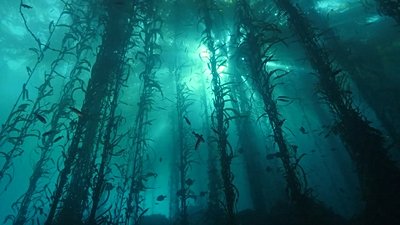 İklim Krizi ile Mücadelede Ormanları Korumak Önemli; ancak 