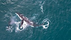 COVID-19 Karantinaları Avustralya Kambur Balinalarının Sağlığını İyileştirdi!