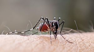 Brazil Achieves 60% Reduction In Dengue Cases Early 2025