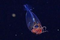 This Is the First Colossal Squid Filmed in the Deep Sea—And It’s a Baby!