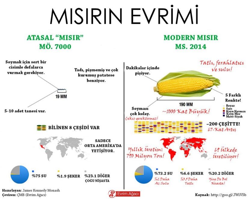 Mısırın Evrimi