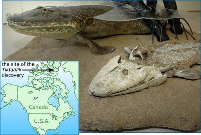 Tiktaalik