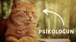 Kediler = Antidepresan