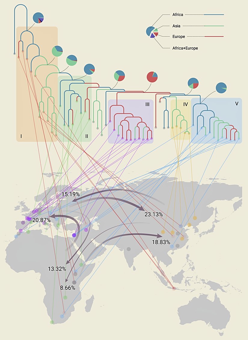 En olası atasal yayılım tahminleri ve Pleistosen Homo türleri/popülasyonları için yayılım olayları