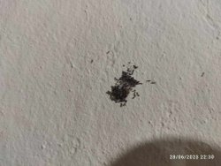 bu ne yumurtası internetten baktım ama anlamadım.?