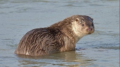 Su samuru (Lutra lutra)