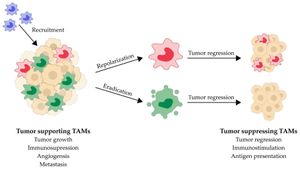 Revolutionary Macrophage-Drug Conjugates Target Solid Tumors Effectively