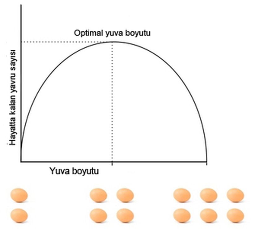 Şekil 4: Lack’in Kuş Yuvası Kavramı. Lack’in Kuş Yuvası kavramı, yavru ölümünü kuş yuvası boyutunun bir işlevi olarak kabul edip, kuş yuvası boyutunun tüylenmiş (hayatta kalabilmiş) yavru sayısını azami seviyeye çıkaracak boyutta olduğunu ifade eder. Yuva boyutu ile yavruların hayatta kalması arasındaki mübadele üreme gayretinde bir vasati optimum oluşturmaktadır.