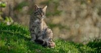 Wildcats - Britain's only native wild cat species - could be brought back to Devon