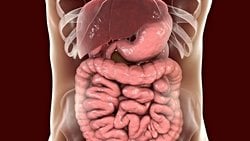 Bağırsak Sağlığınız Ruh Halimizi Etkiliyor