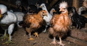 California Detects First Case Of H5N9 Bird Flu