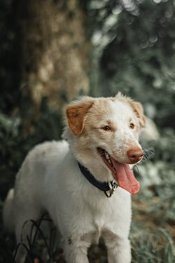 Dilin ortadan ikiye ayrılmasının evrimsel süreçteki avantajı nedir? Bu çizgi ne işe yarar?