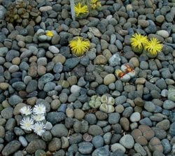 Taş bitkisine dokunmadan onun bitki olduğunu kanıtlayabilir misiniz?