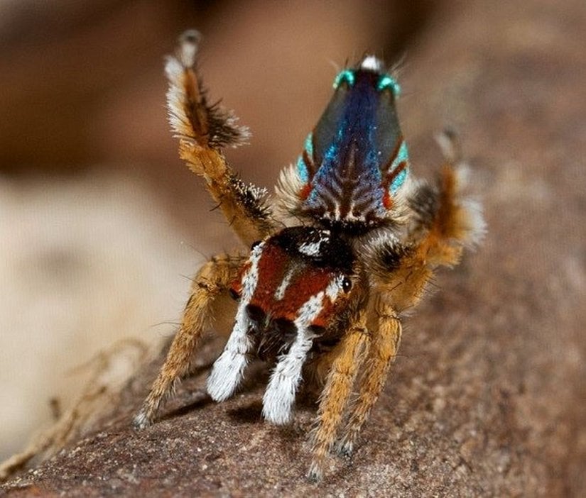 Maratus linnaei