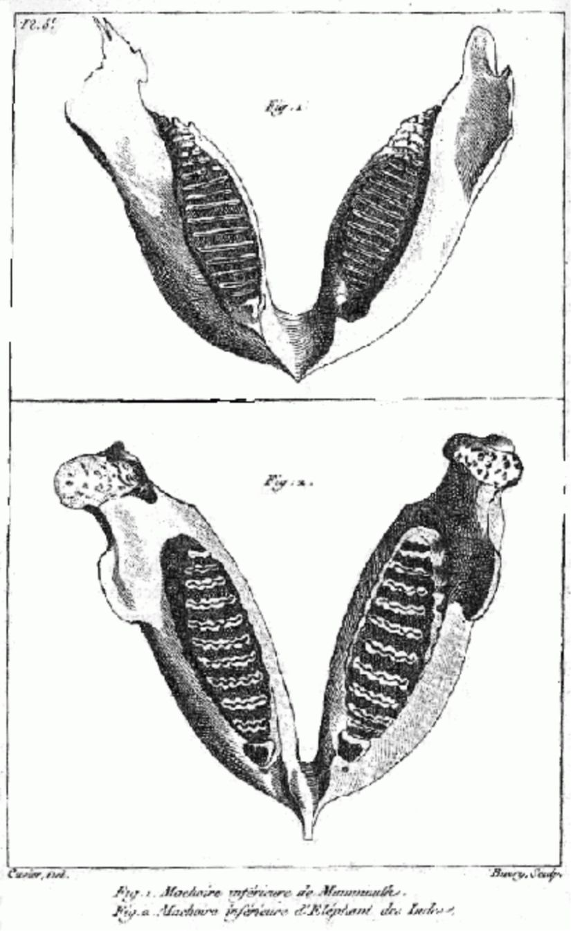 1798 yılında Cuvier tarafından yayımlanan bir makaleden alınan bu görselde, bir mamut fosilinin alt çenesi (üstteki fotoğraf) ile günümüzde yaşayan bir Hint Fili'nin alt çenesi (alttaki fotoğraf) arasındaki farkı net olarak göstermektedir.