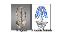 Neandertaller ile Günümüz İnsanlarının Kaburgaları Arasındaki Farklar!