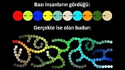 Yeni Türler Nasıl Evrimleşir?