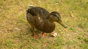 Blind Duck Geraldine Finds Forever Home After Rescue