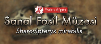 Sharovipteryx mirabilis (Bacaktan Kanatlı)