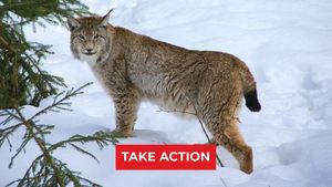 New Protections Proposed For Canada Lynx Habitat