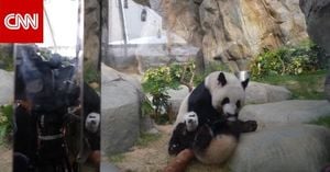 Twin Panda Cubs Reunite With Mother At Ocean Park