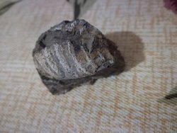 Resimde görülen taşın biyoloji/evrim açısından bir değeri var mıdır?