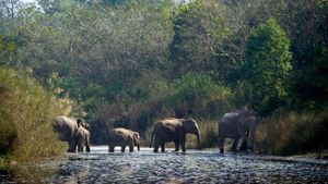 Kenya's Conservationists Push For Wildlife Corridors To Protect Species