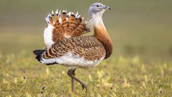 Fas'taki Eski Mezarlıklarda Toy Kuşları Cenaze Ritüellerinin Parçasıydı!