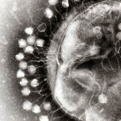 Bacteriophages: The Most Common Life-Like Form on Earth