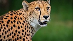 🐆 Çita: Hızın Ötesindeki Sessiz Zekâ