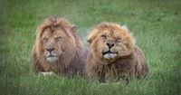Storm Amy closes safari park as staff brace for bad weather