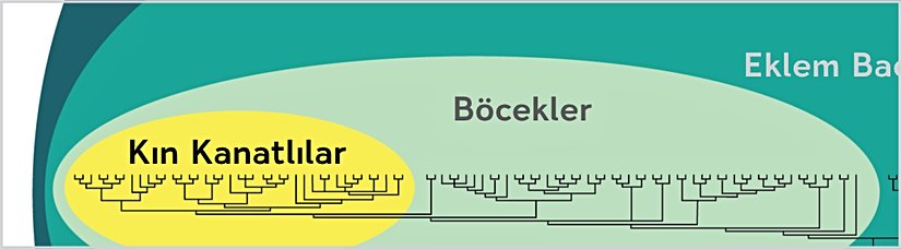 Şekil 8. Makroevrim bir popülasyondan fazlasıdır.