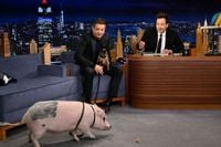 You've Got to Meet Jeremy Renner's Post-Accident Emotional Support Pig (and Bunny!)