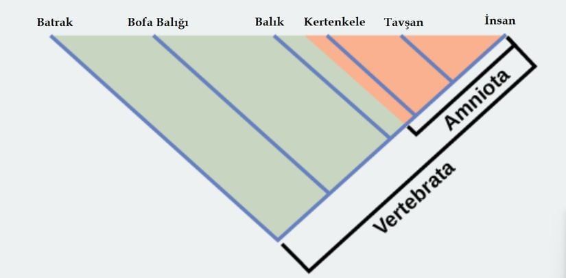 Kertenkeleler, tavşanlar ve insanlar, amniyotik yumurtalı tek bir ortak atadan evrimleşmiştir. Dolayısıyla bu türler, Amniyota kladına dahildir. Vertebrata kladı ise bu türlere ek olarak balık ve bofa balığı türlerini de içerir.