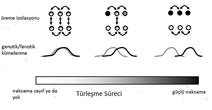 Türleşme sırasındaki ıraksamanın sürekli doğasının şematik gösterimi, bahsedilen türleşme süreci içerisinden rastgele seçilen üç nokta tasvir edilmiştir.