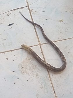 Bu canlı hakkında bilgisi olan var mı acaba?