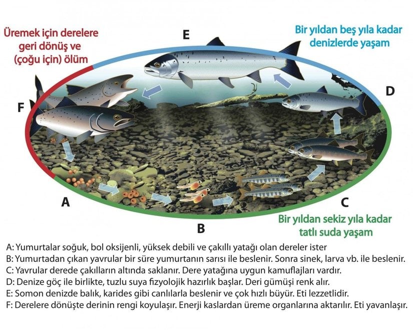 Şekil 1: Atlantik somonu yaşam döngüsü (Ham şekil DFO’dan alınmıştır.)