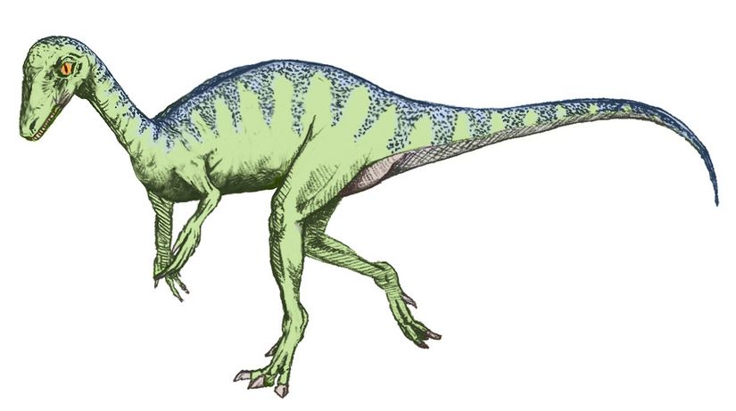 Eoraptor lunensis